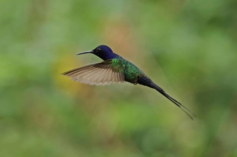 Swallowtail Hummingbird
