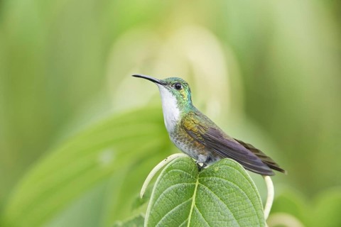 Adult white-breasted emerald