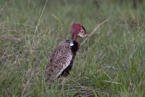 Red crested bustard