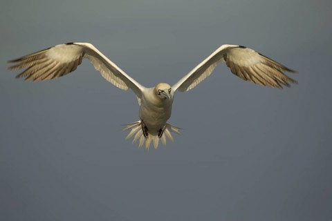 Northern Gannet adult