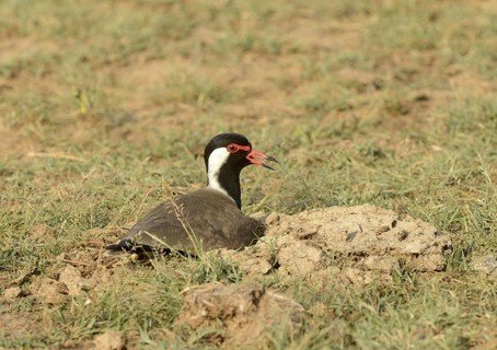 Red-wattled lapwing