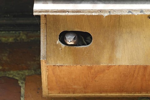 Common Swift