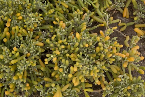 Tetraena