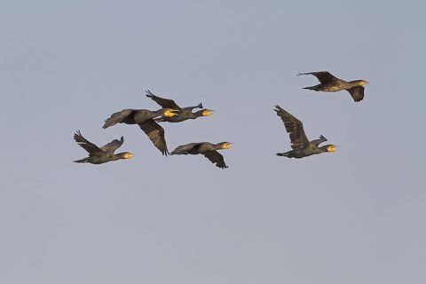 Great Cormorant