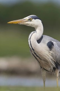 Grey heron