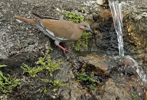 White-winged Dove