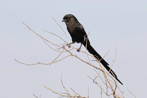 Magpie Shrike