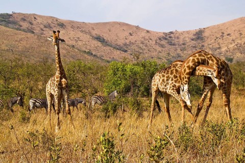 Giraffe