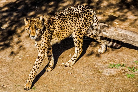 Cheetah