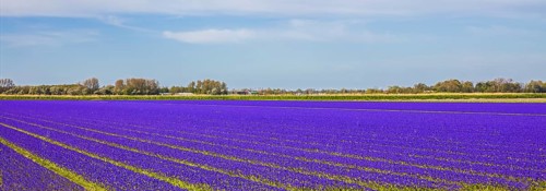Fields of grape hyacinths in bloom
