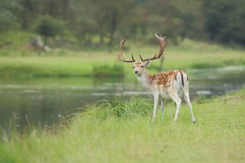 Male fallow deer