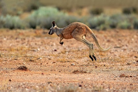 Red Kangaroo