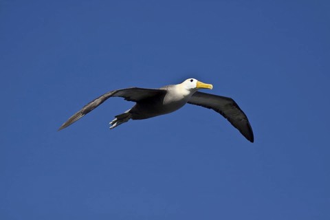 Flying Galapagos Waved Albatross