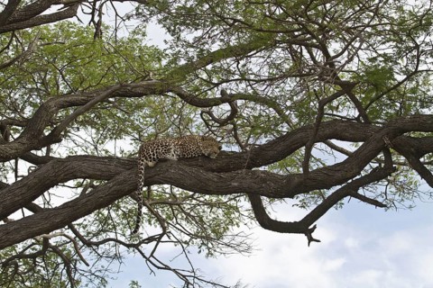 Pardus leopard niche leopards