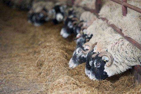 Domestic sheep