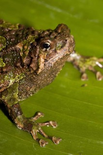 Marbled Burrowing Frog