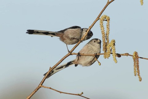 Long-tailed Tit