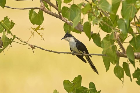 Jacobin cuckoo