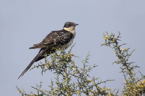 Great Spotted Cuckoo