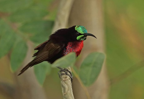 Scarlet-chested Sunbird