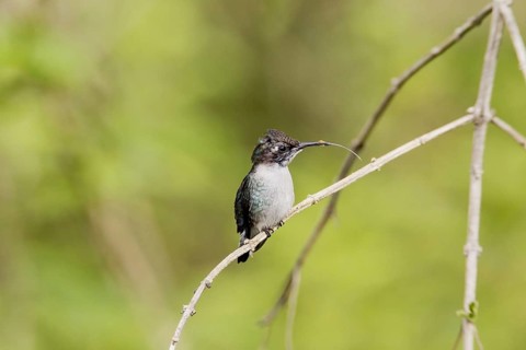 Bee Hummingbird