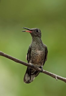 Scaly-breasted Hummingbird