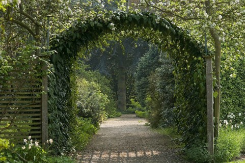 Climber foliage on archway over garden path