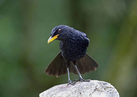 Blue whistling thrush
