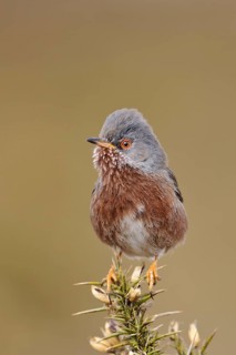 Provence Warbler