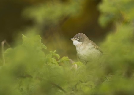 Common whitethroat