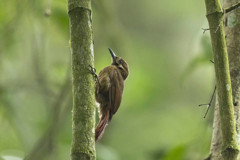 Tyrannine treecreeper