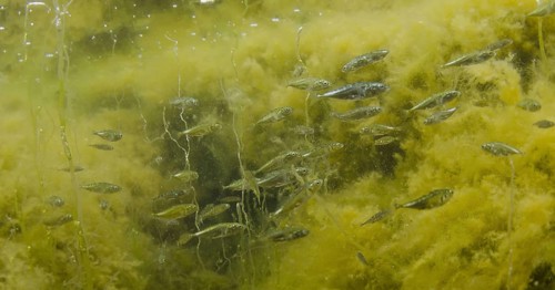 Three-spined Stickleback