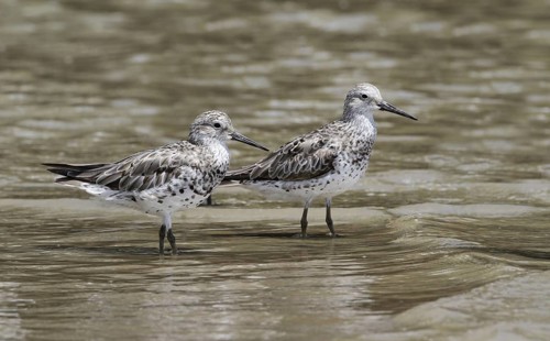 Great Knot