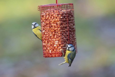 Blue Tit