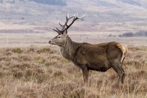 Red Deer