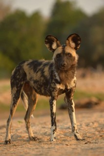 African Wild Dog