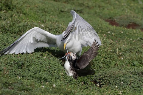 European european herring gull