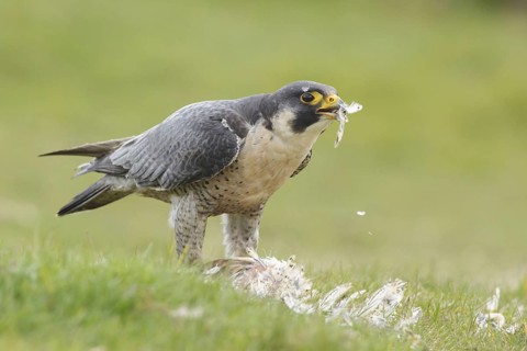 Peregrine falcon