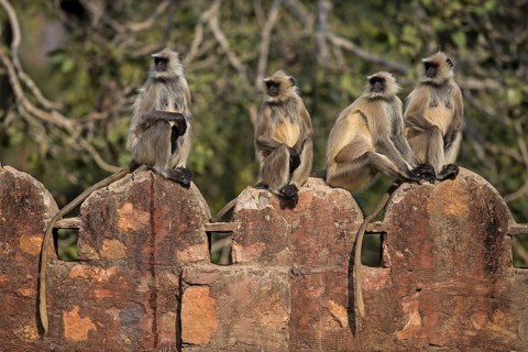 Southern Plains Grey southern plains gray langur