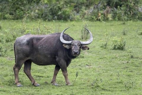 Wild water buffalo