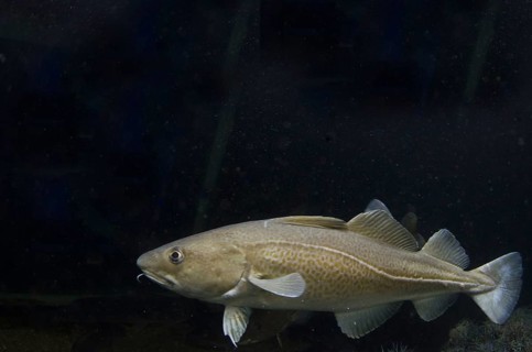Atlantic cod