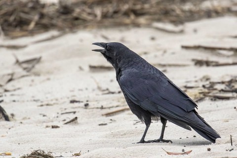 American Crow