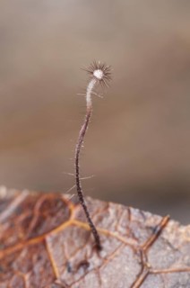 Holly parachute fungus