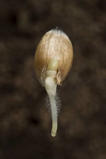 Germinating seed of winter wheat