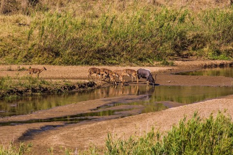 Nyala antelope herd