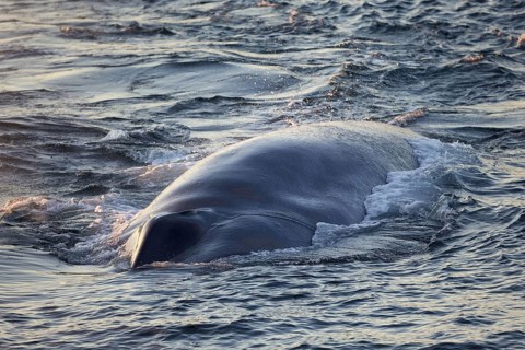 Blue whale