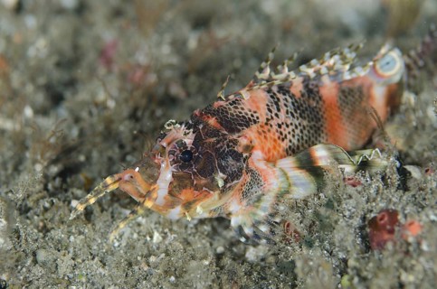 Twinspot Lionfish