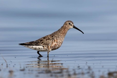 Adult curlew sandpiper