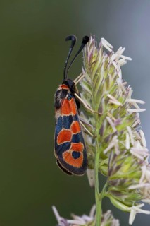 Burnet Moth