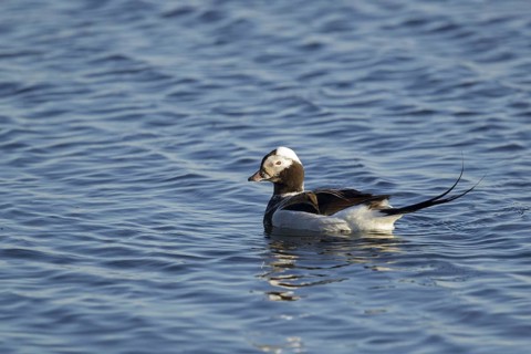 Long-tailed duck